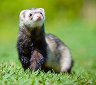 Ferret